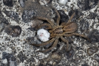 La Lycose tarentuline ou Tarentule radie ou Fausse tarentule ou encore Hogna raye. Une femelle et sa progniture (Araneae - Lycosidae - Hogna radiata)